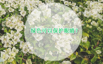 办公桌上摆一盆绿植真的可以保护眼睛吗 我们都被骗了