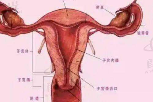 四、医生团队实力